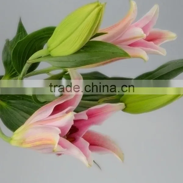 Fresh Sorbonne Wedding Decoration Lily Flower Bouquet photo-4