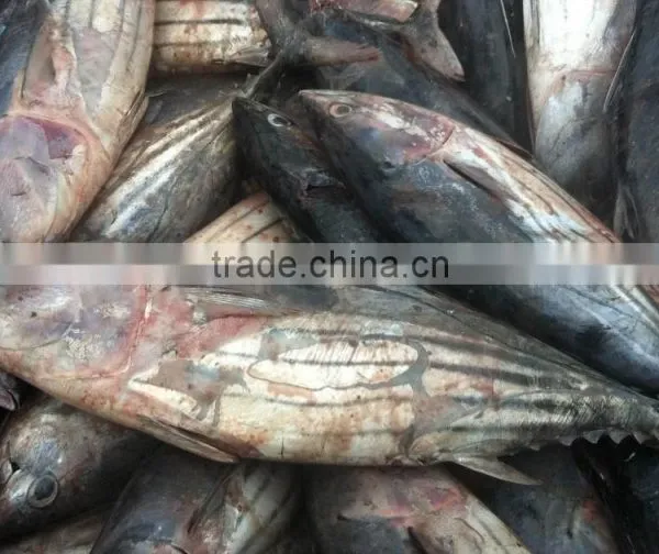 Seafrozen Tuna Fish photo-2