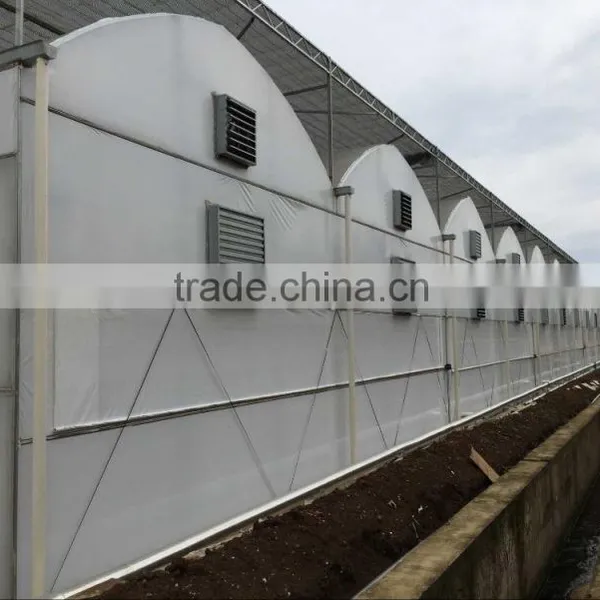 Auto Forever Flowering Greenhouse photo-3