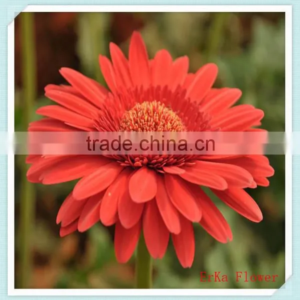 Import Large Of Fresh Chrysanthemum Flowers For Wholesale photo-3