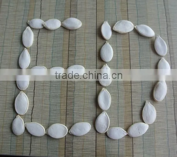 Crop 2015 Snow White Pumpkin Seeds 9cm up photo-2