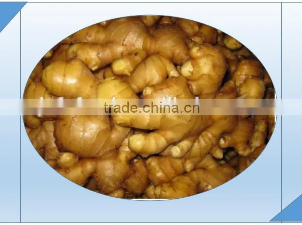Spicy Yellow Ginger From Laiwu City