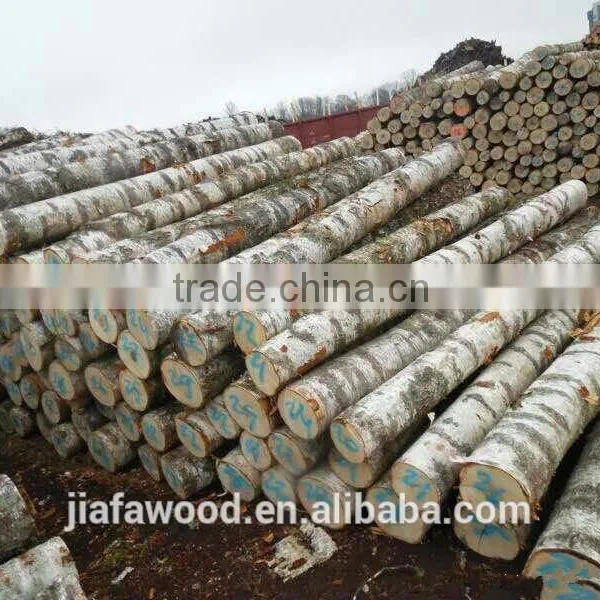 Baltic/Russian Birch Logs photo-4