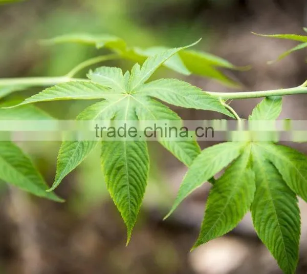 Natural Sweetener Rubusoside Sweet Tea Extract Sweet Tea Leaf photo-3