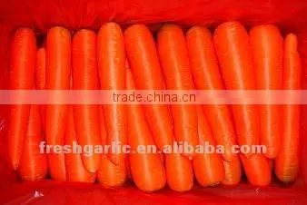 Fresh Carrot