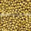 Coriander Seeds