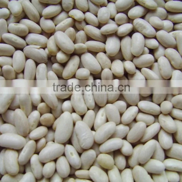 White Kidney Bean
