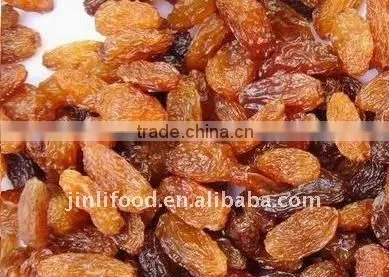 Sultana Raisins Dry 2015 New Erop the Latest Prices photo-2
