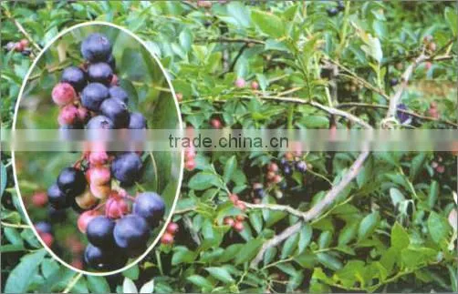 Fertilizer,manure photo-4