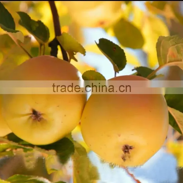 Amino Acid Powder Use Fertilizer photo-3