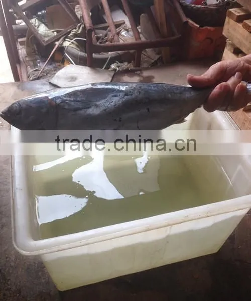 2016 Fresh Frozen Bonito Tuna 300g-500g From China photo-2