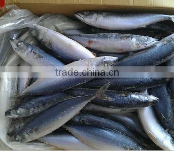 New Landing Frozen HGT Frozen Fresh Fish Pacific Mackerel for Can Company photo-4
