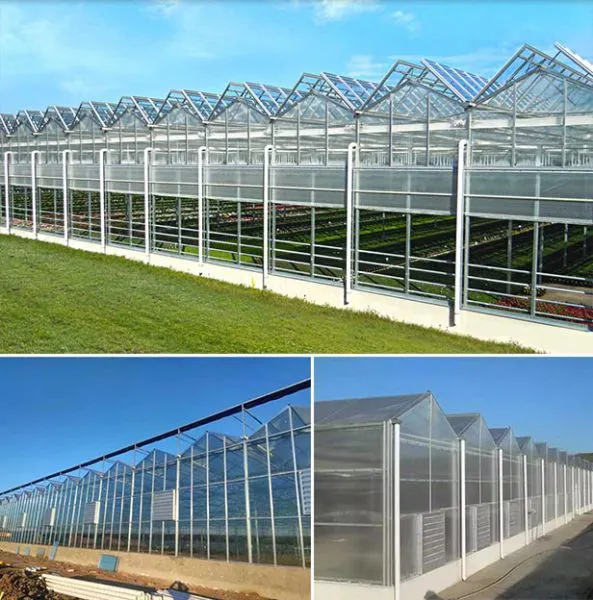Agriculture Multispan PC Sheet Greenhouse, Venlo Type PC Sheet Greenhouse