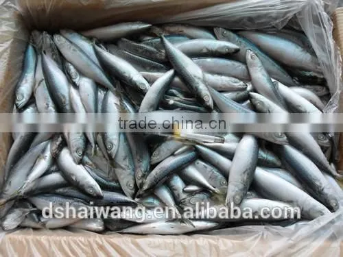 Frozen Pacific Mackerel for Sale With Size - 80g photo-6