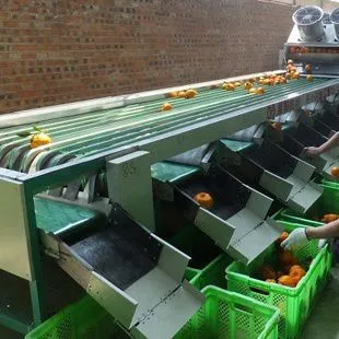 Apple Dates Size Grading Sorting Machine/mango Fruit Grading Machine photo-6