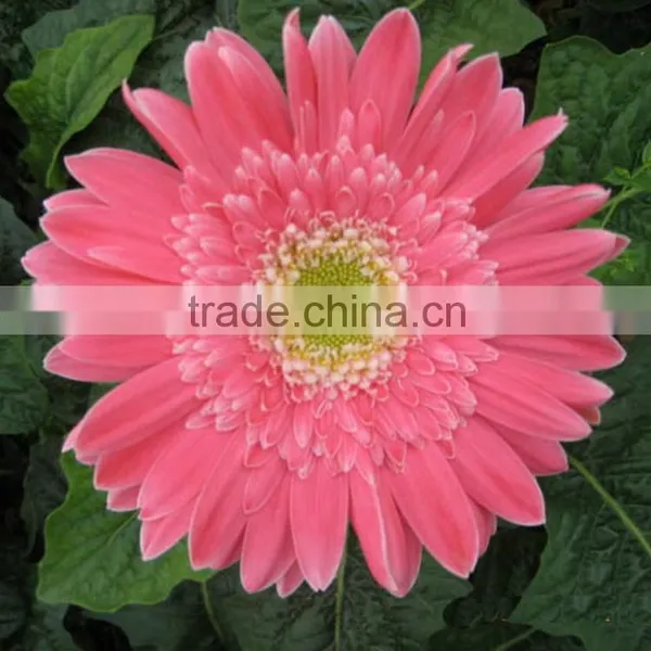 Fashion Honey Pink Gerbera Daisy photo-4