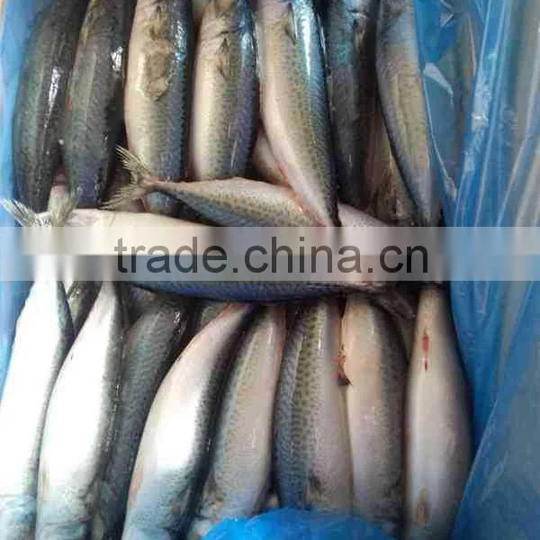 Chilled Pacific Mackerel Whole Round Size 200-300g photo-6
