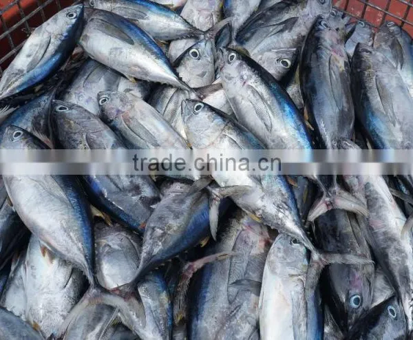 Frozen Yellow Fin Tuna