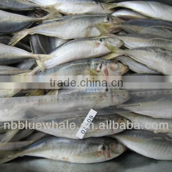 Horse Mackerel