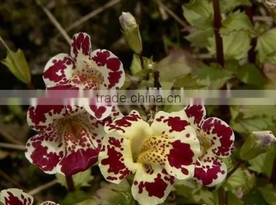 Golden Monkeyflower ,Mimulus , Flower Seeds , Herb Seed,vegetalbe Seed,fruit Seed,grass Seed photo-2