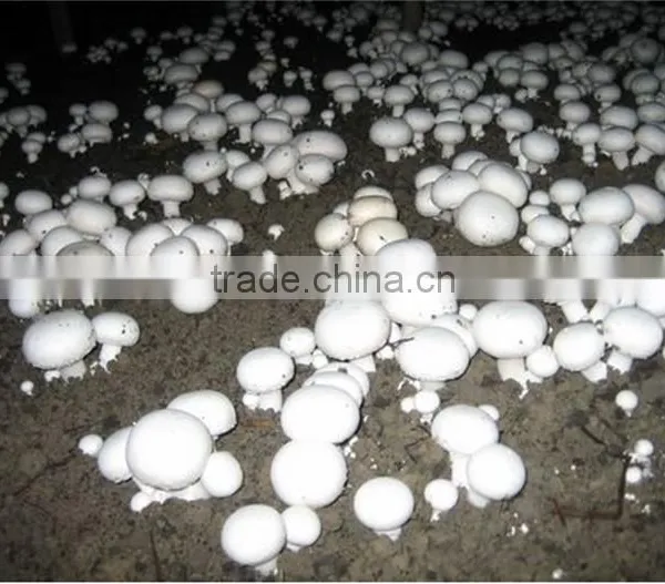 Frozen Agaricus Bisporus/frozen Mushroom