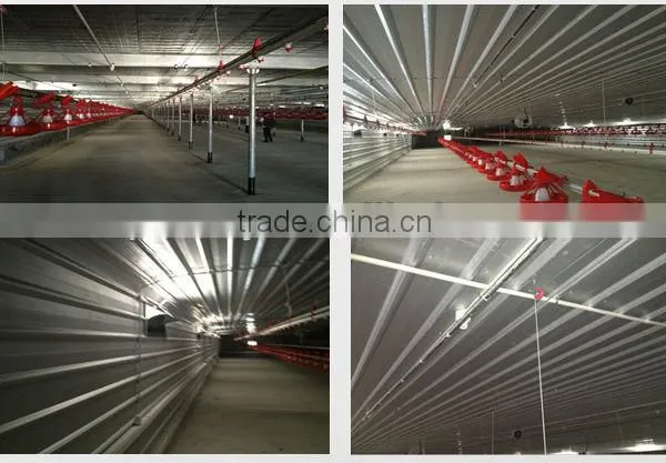 Day Old Broiler Chicks Poultry House Equipment photo-2