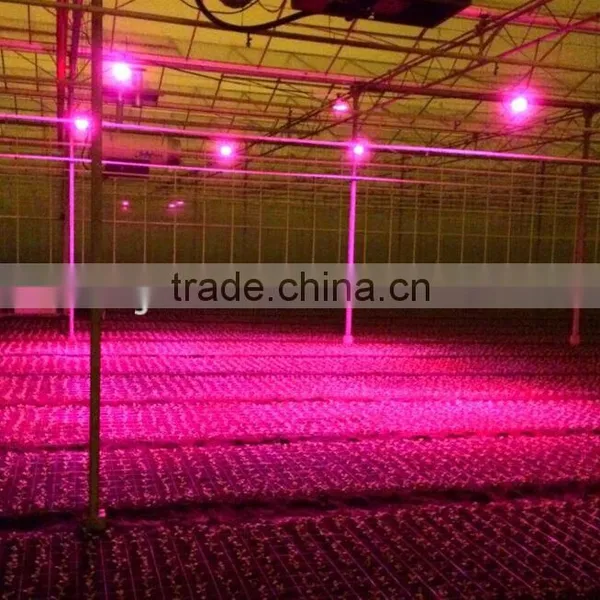 High Power 18W Cob LED Grow Light From Shenzhen Factory photo-5
