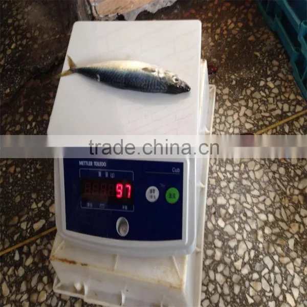 Frozen Pacific Mackerel for Feed Tuna photo-3