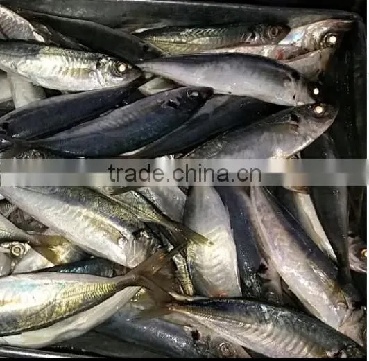 ROUND SCAD/ Decapterus/ Mackerel/ Sardine/ Hisha/ Pangasius/ Tilapia/ Promfet