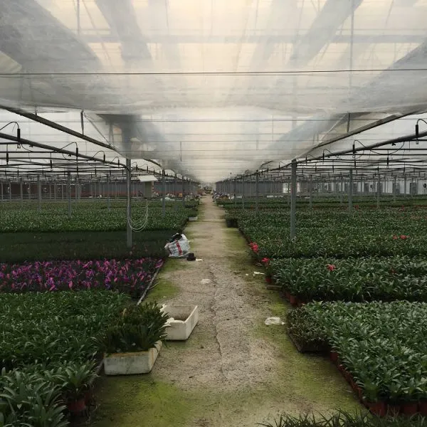 Plastic Film Greenhouse for Tomato/Cucumber/Lettuce Planting photo-5