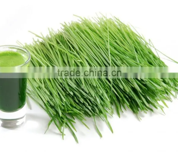 Original Quality Wheat Grass Powder At Your Door Step