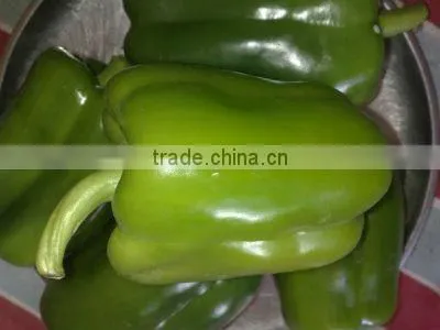 Fresh Capsicum - Special price - High quality