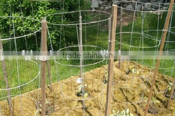 Golden Supplier Sell Tomato Spiral Stake Indoor Plant Support photo-2