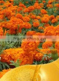 100% Pure Lutein Marigold Extracts