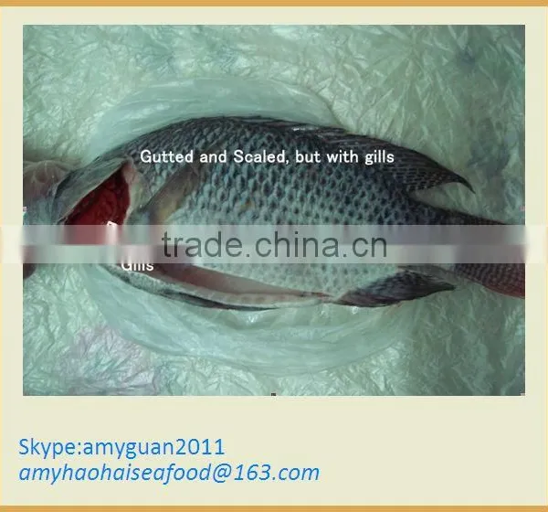 Frozen Gutted Scaled Tilapia