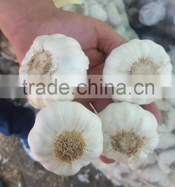 New Garlic Pure White Garlic photo-3