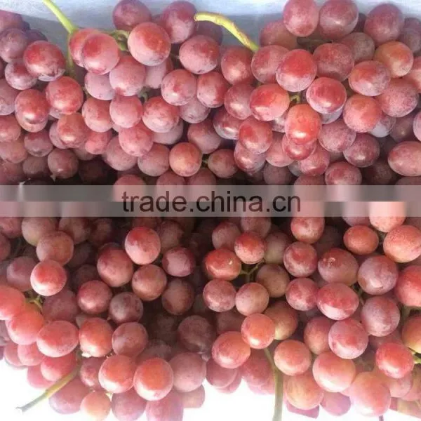 Fresh Purple Seeded Grapes From China photo-3