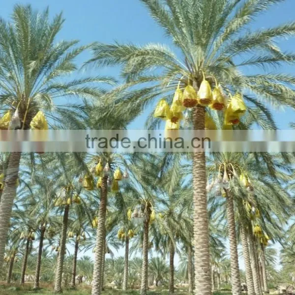 Organic Sweet Dates on Branch.Organic SweetDates .sweet on Branch Dates. 5Kg Carton photo-5