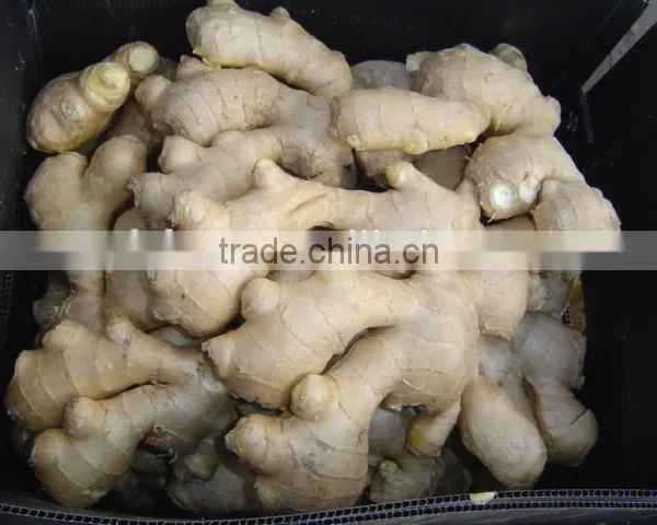 All Year Round Supply Fresh Ginger photo-3