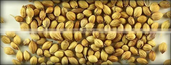 CORIANDER SEEDS photo-2