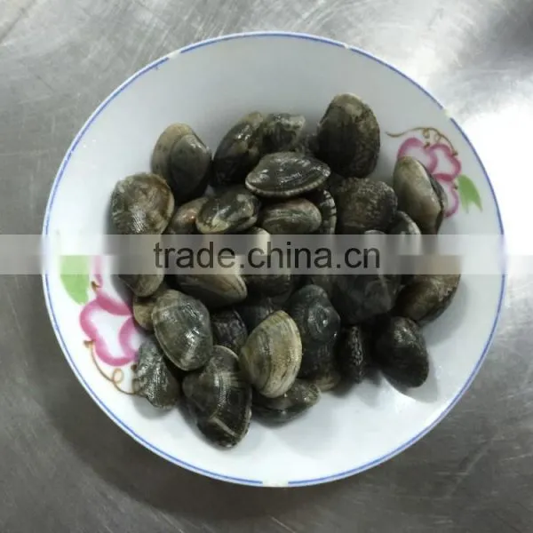 V-packed Cooked Short Clam Necked in Shell photo-3