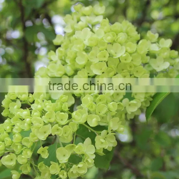 Newest Best-Selling Popular Lime Green Hydrangea Flower photo-2