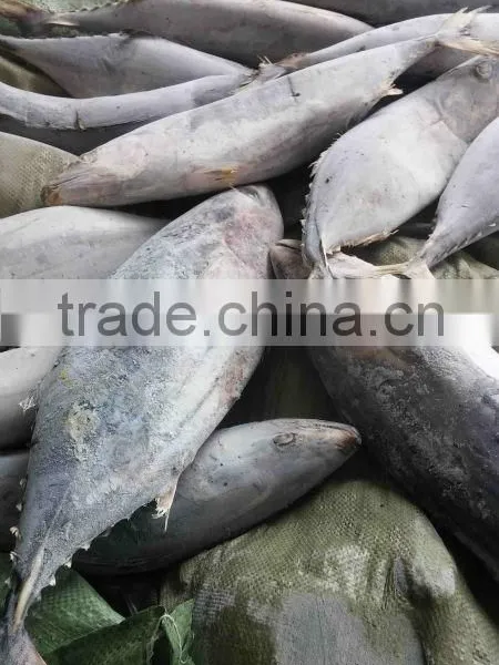 Whole Round 1000g up Frozen Belted Bonito Sarda Orientalis Tuna Fish photo-3