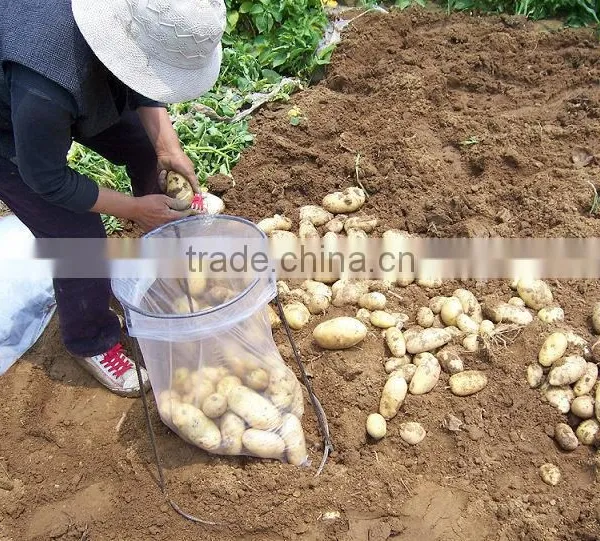 2015 New Crop of Fresh Potato Wholesales Price photo-6