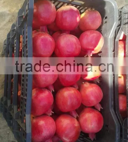Fresh Pomegranate For Sale photo-4
