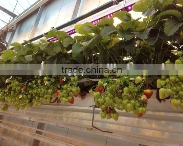Waterproof IP65 36w Cheap Grow Lights for Indoor Plants photo-5