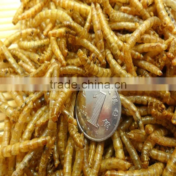 High Quality Tenebrio Moliter for Sale photo-4