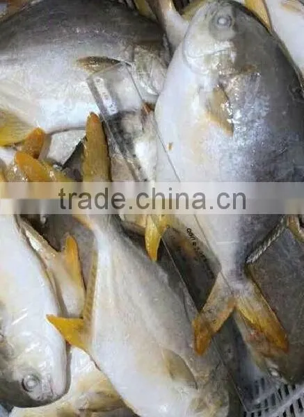 High Quality Frozen Golden Pomfret Fish photo-3