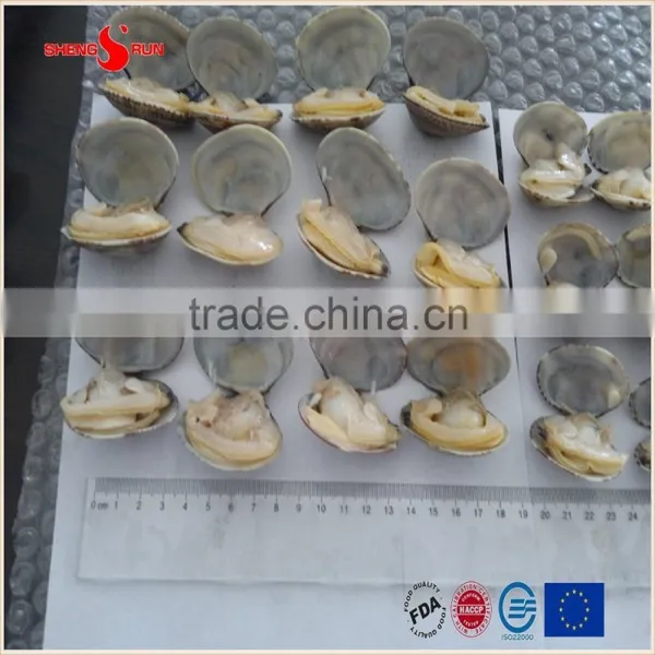 Frozen Boiled V-packed Baby Clam photo-2