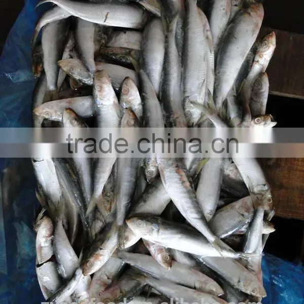 Frozen Sardine Fish photo-3